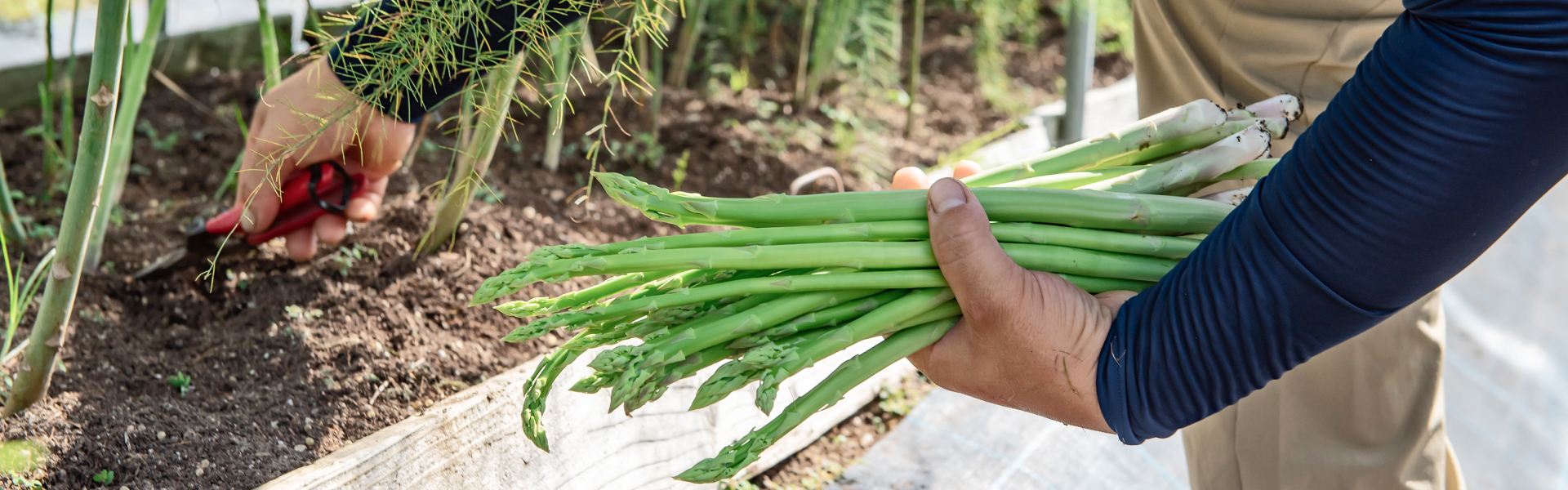 農作業をする手